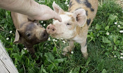 santuario-animales-granja-668x400x80xX