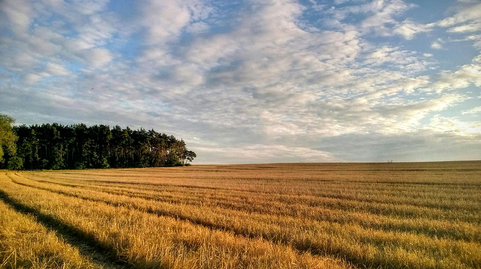 Golden field with tire tracks, bordered by dense green trees. Cloudy sky with soft light creates a tranquil rural landscape.