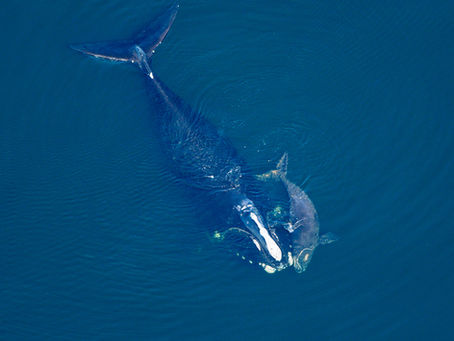 North Atlantic right whale and calf. © New England Aquarium