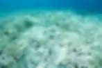 A coral reef bleached white following a wave of prolonged, high ocean temperatures.