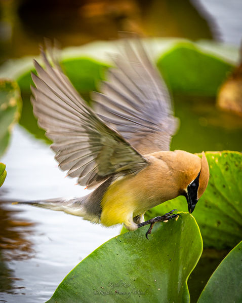Cedar Waxwing  - Flutterby - Castle Rock, Washington