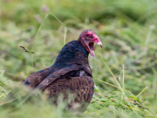 Turkey Vulture With Beak Wide Open