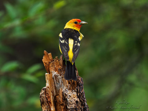 Western Tanager - Tuxedo Clad - Gardiner, Washington