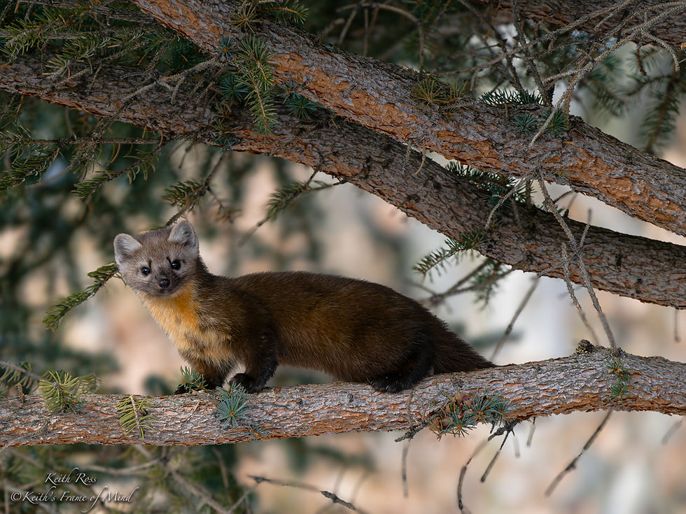 American Pine Marten Sniffing Owl's Perch