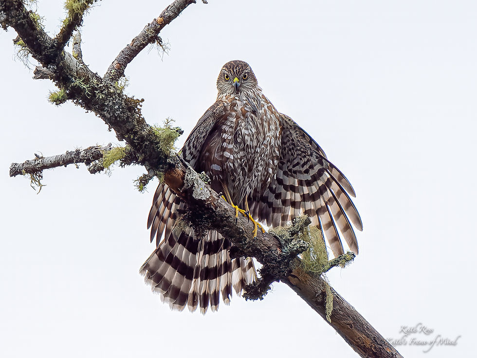 Sharp-Shinned Hawk Juvenile Fluffed