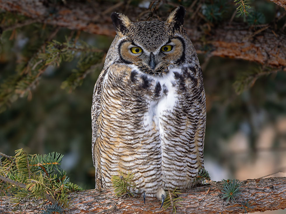 Great Horned Owl Watching Us