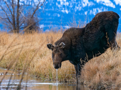 Mamma Moose Drool - Grand Teton National Park, Wyoming