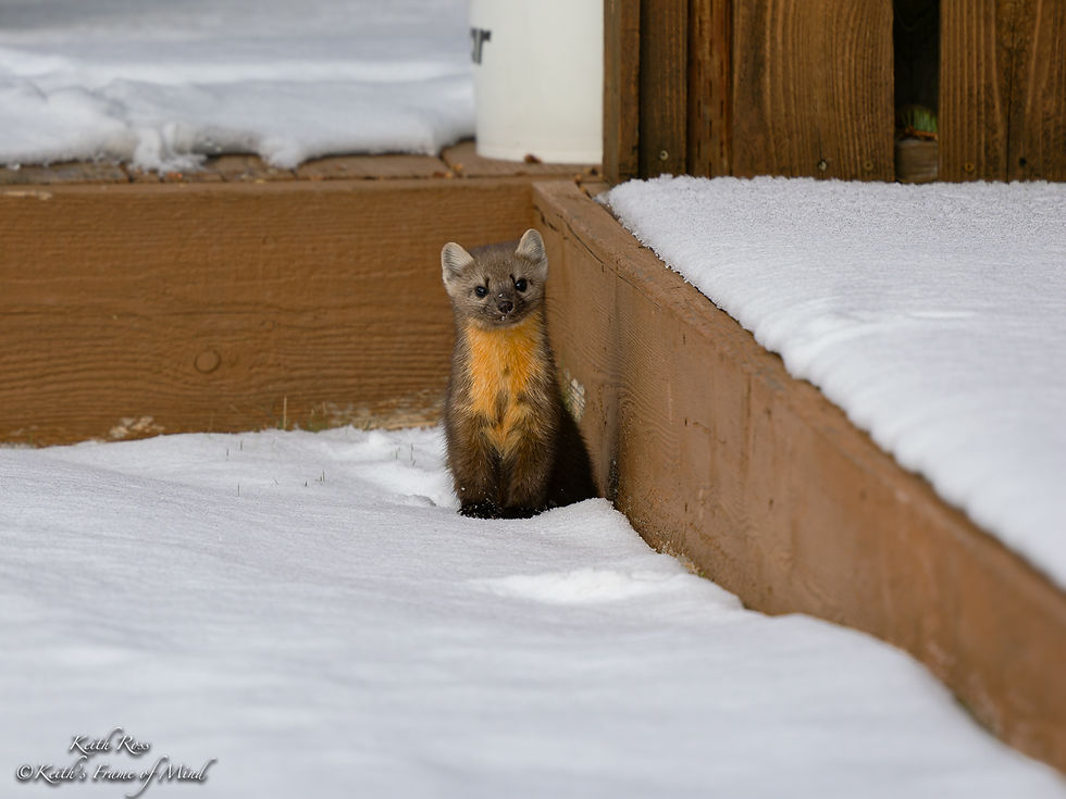 American Pine Marten Emerging