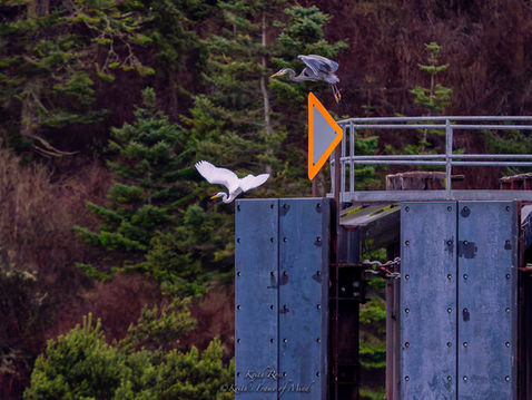 Great Egret Learning Pecking Order from Great Blue Heron - Whidbey Island, Washington