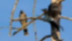 Steller's Jay Harassing Sharp-Shinned Hawk