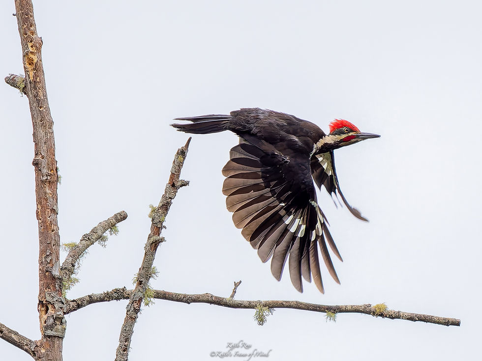 Pileated Woodpecker - Deep Beats - Sequim, Washington