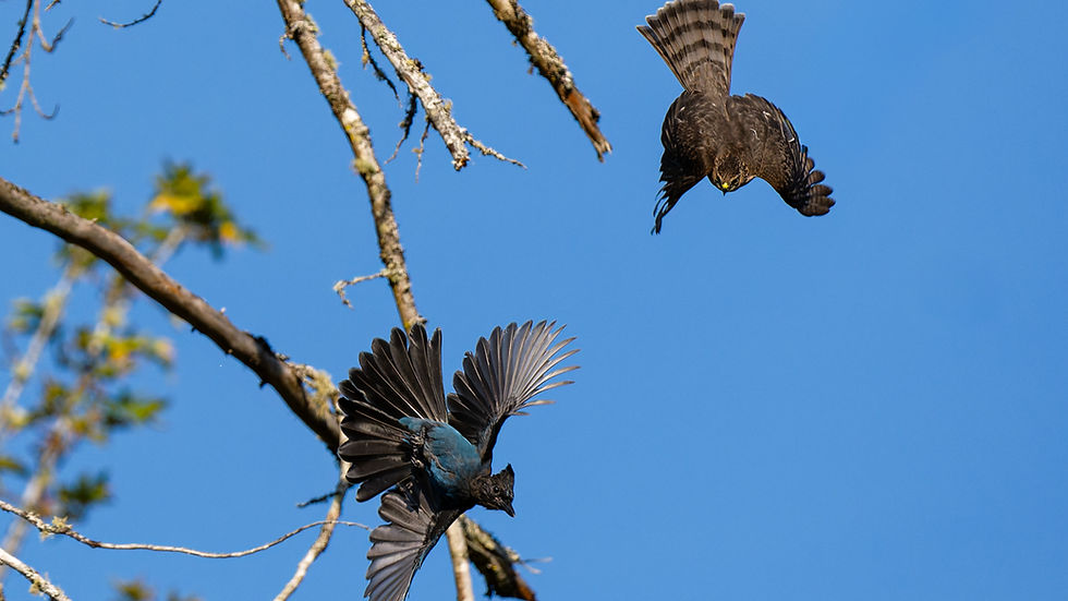 Sharp-shinned Hawk Diving on Steller's Jay