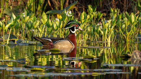 Wood Duck - Evening Stroll in the Marsh - Silver Lake, Washington