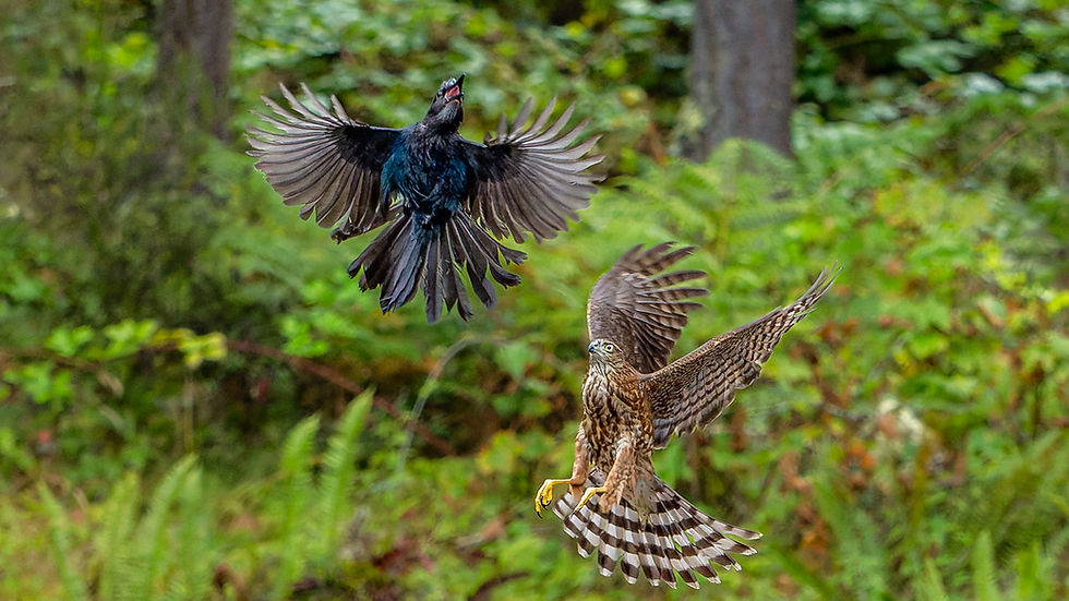 Sharp-shinned Hawk vs. Steller's Jay - Nowhere to Go But Up