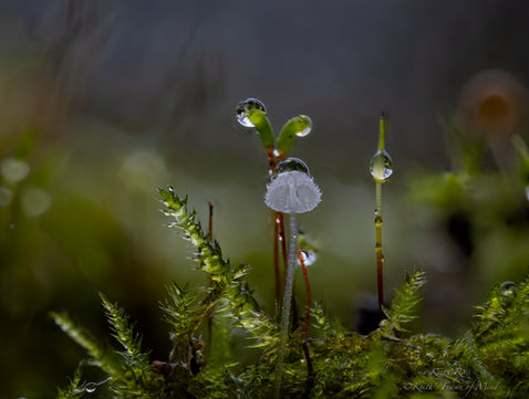 Mycena adscendens - Frosty Bonnet - Sequim, Washington