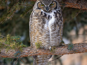 Incredible Luck in Jackson Hole Wyoming