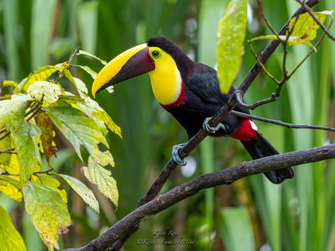 Yellow-throated toucan - Bogarin Trail - La Fortuna, Costa Rica