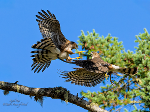 Sharp-shinned Hawk vs. Sharp-shinned Hawk