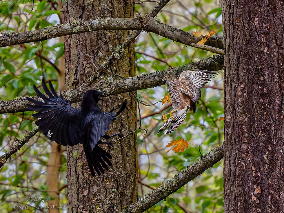 Sharp-shinned Hawk vs. American Crow - Face-off in Forest