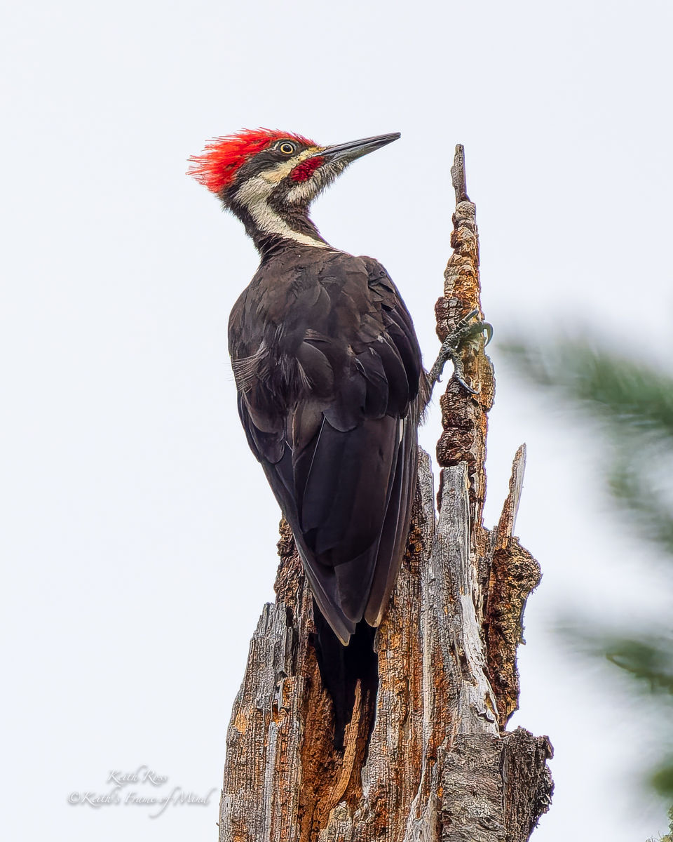 Pileated Woodpecker - Portrait Posed - Sequim, Washington