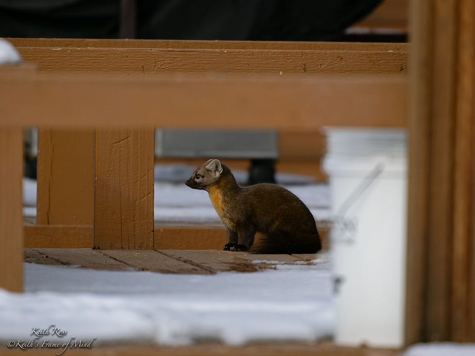 American Pine Marten Sitting on Deck
