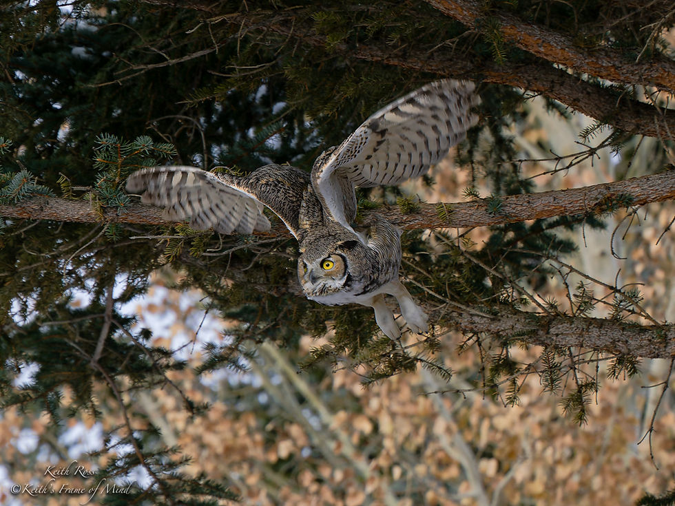 Great Horned Owl Taking Flight Evading American Pine Marten