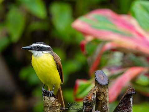 Great Kiskadee - Bogarin Trail - La Fortuna, Costa Rica
