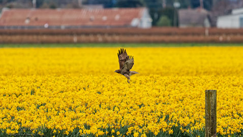 Red-tailed Hawk - Death Over Daffodils - Skagit, Valley, WA