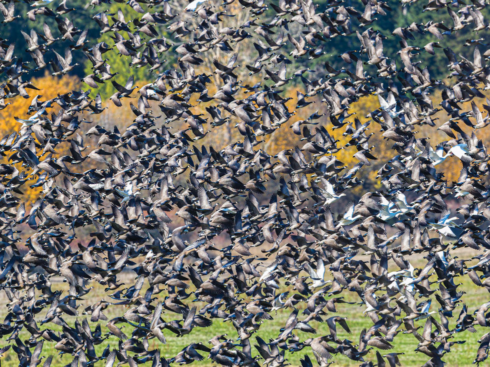 Four Goose Junction Puzzle 1000 Piece Image