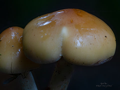 Mushroom on Stump - Sequim, Washington