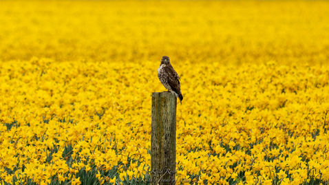 Red-tailed Hawk - Mellow Yellow - Skagit Valley, Washington