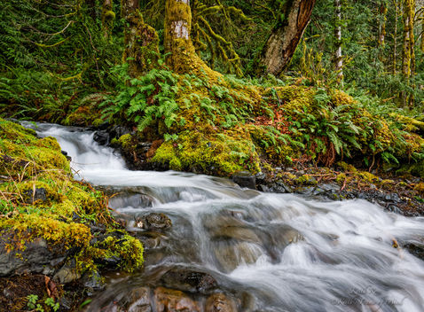Olympic Mountain Stream - Olympic National Park, Washington