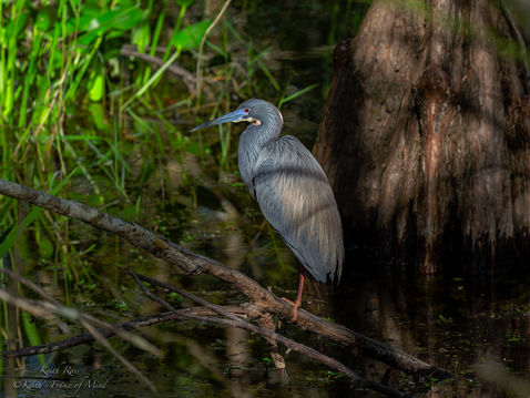 Tricolored Heron - Florida Swamp