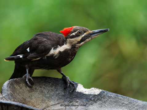Pileated Woodpecker - Stopping for a Drink- Gardiner, Washington