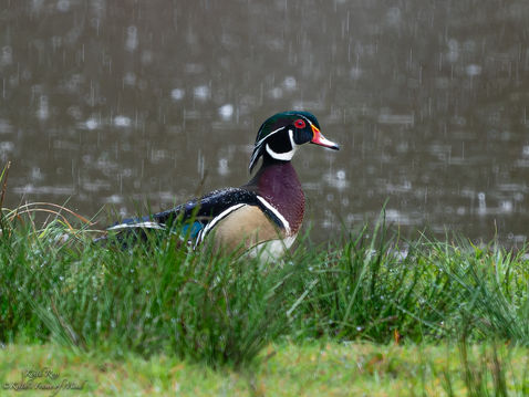 Wood Duck in Rain Storm - Silver lake, Washington