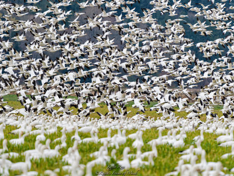 Snow Geese - A Section to Explore - Skagit Valley, WA Print