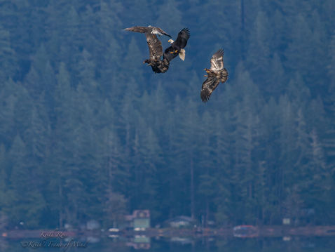 Bald Eagle Dust Up - Immature on Left Holding Fish - Lake Crescent, Washington