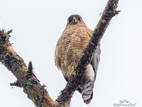 Cooper's Hawk - Mature - Engaging Moment - Gardiner, Washington