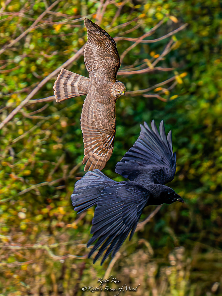 Sharp-shinned Hawk vs. American Crow - Coming Around Again