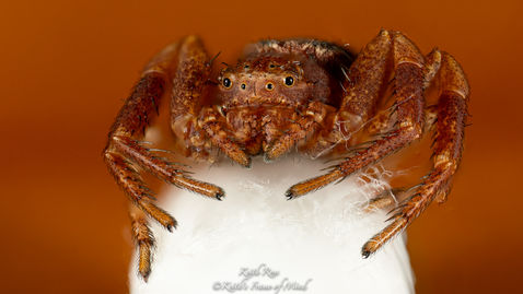 Crab Spider (Thomisidae) - Gardiner, WA