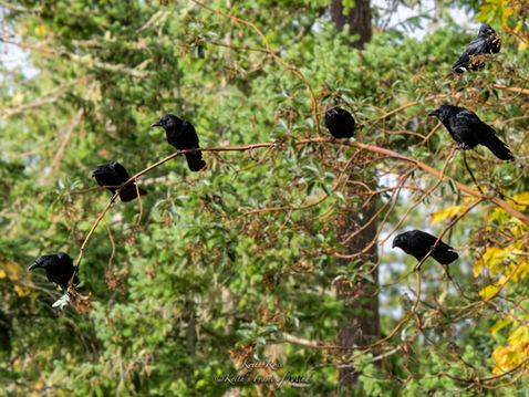 American Crows - On Display - Gardiner, Washington