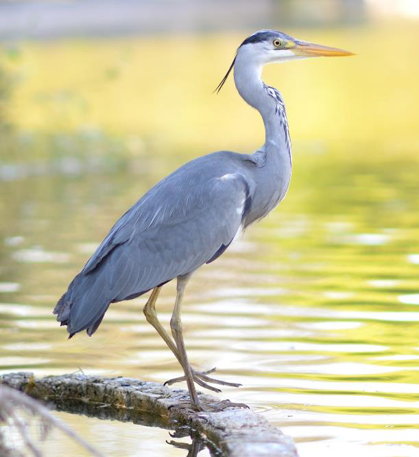 Grey Heron on Wimbledon Park Lake