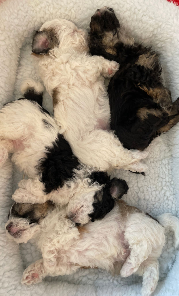 female male bichon poodle puppy ethical breeder upstate new york city new jersey massachusetts maine hampshire delaware maine massachusetts pennsylvania boston providence rhode island adorable cute hypoallergenic