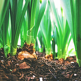 Onion Harvest
