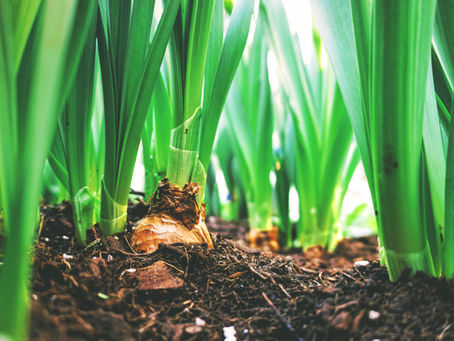 How to Build a Spring Bulb Container That Actually Looks Full and Expensive