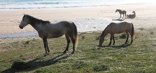 Playa Bolonia-4bdef.jpg