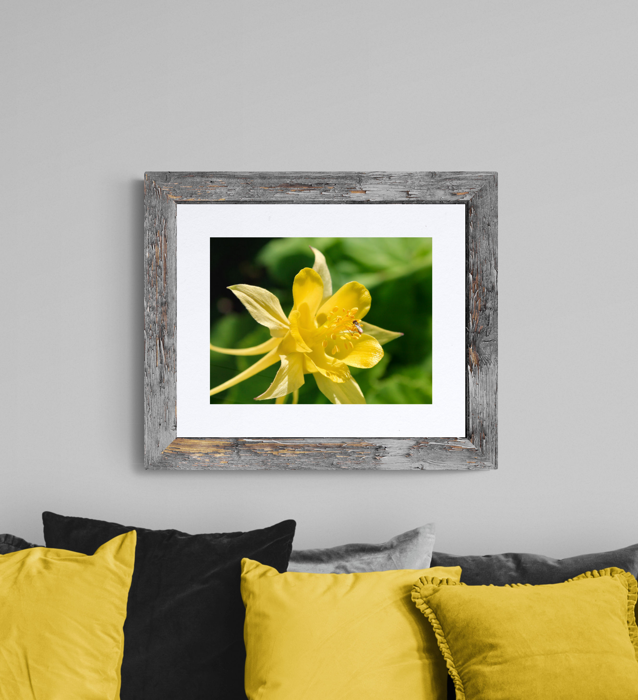 "Yellow Columbine" Canvas Print