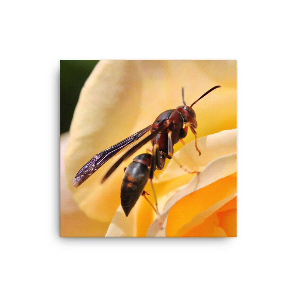 Thumbnail: "Wasp" Canvas Print