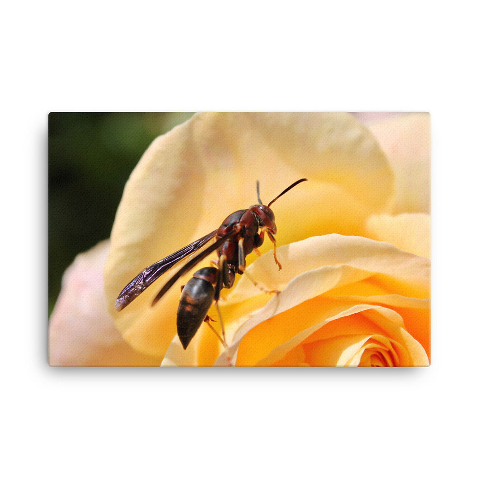 Thumbnail: "Wasp" Canvas Print