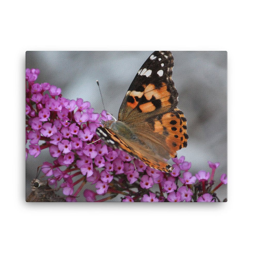 Thumbnail: "I am the Butterfly 2" Canvas Print